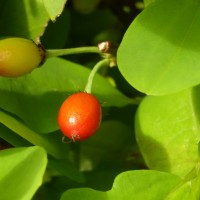 Erythroxylum novogranatense (D.Morris) Hieron.